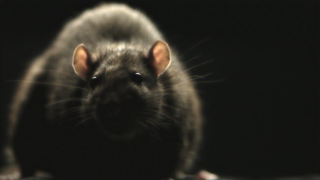 Científicos logran revertir envejecimiento en ratones