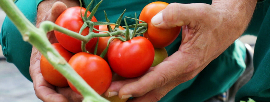 Cultivos de Tomates se pierden en Cuba por falta de combustible