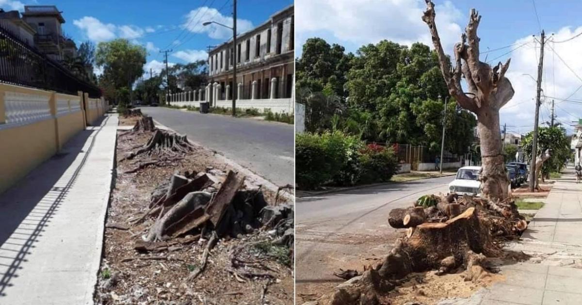 Funcionario admite tala indiscriminada de árboles en La Habana